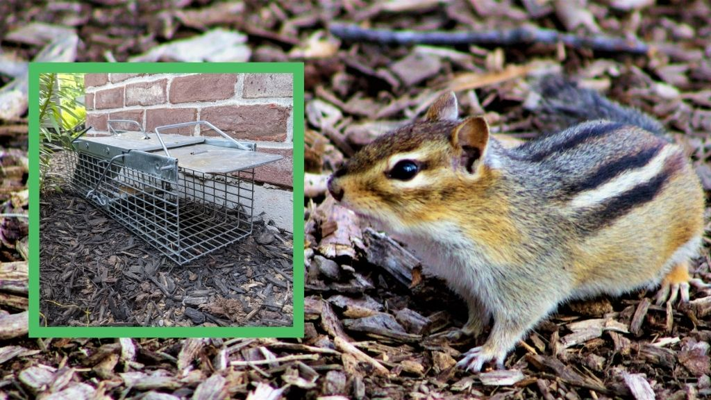 eliminate chipmunks