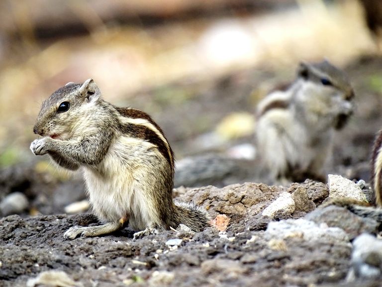 eliminate chipmunks