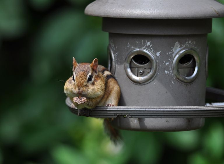 eliminate chipmunks