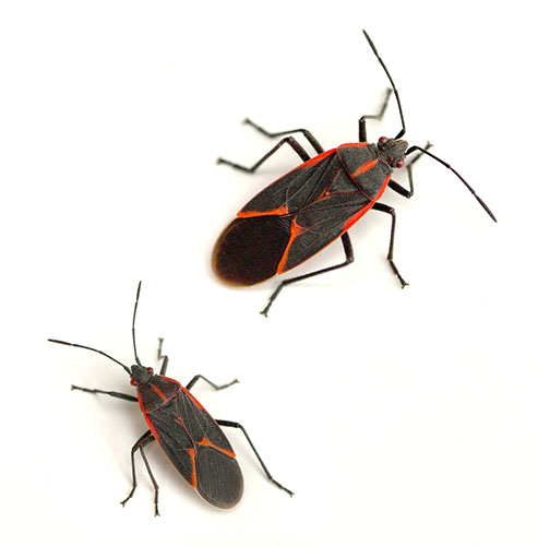 get rid of bugs