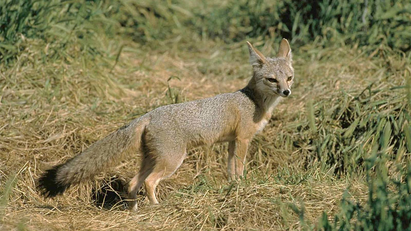 fox repeller