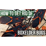 Cómo deshacerse de los insectos Box Elder