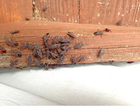get rid of bugs