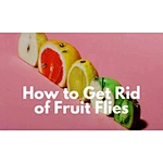 Cómo deshacerse de las moscas de la fruta en su hogar?