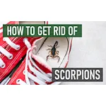 How to Get Rid of Scorpions?