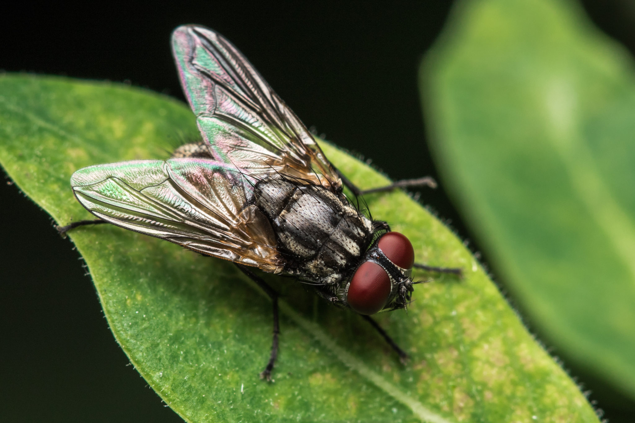 fly repeller