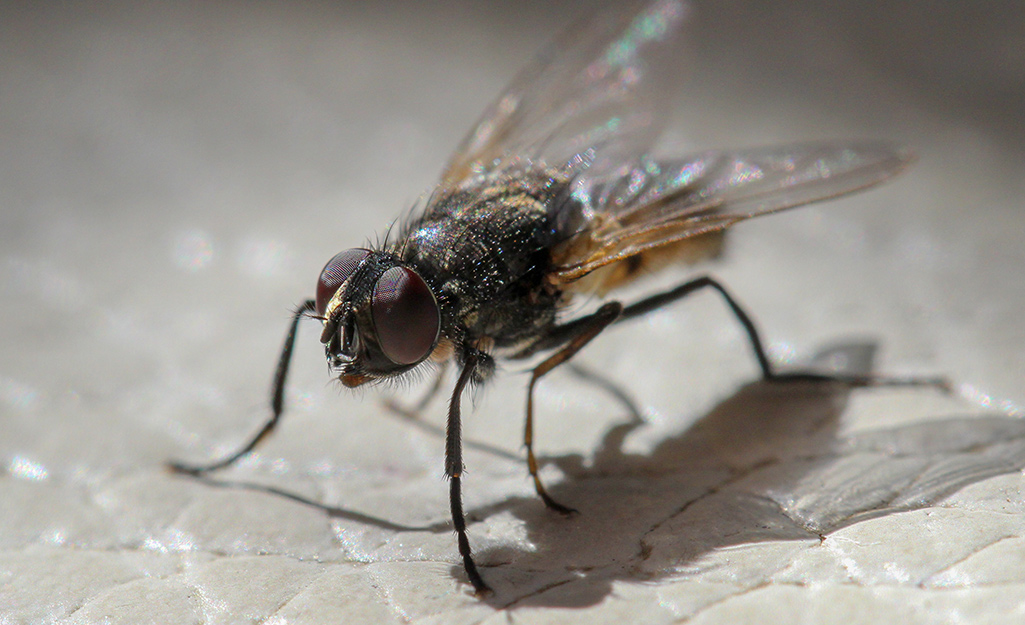 fly repeller