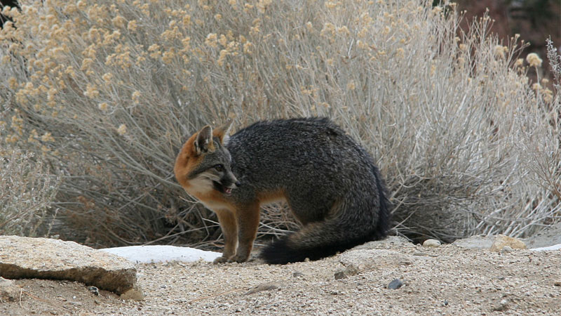 fox repeller