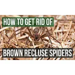 How to Get Rid of Spider around your home?