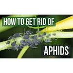 How to Get Rid of Aphids : 10 easy methods