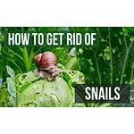 How to Get Rid of Snails in the garden?