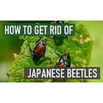 How To Get Rid Of Japanese Beetles