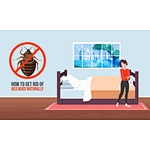 How to Get Rid of Bed Bugs?