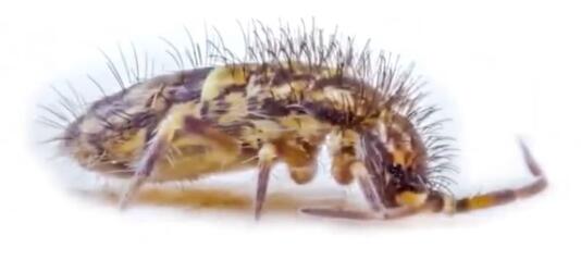 get rid of springtails