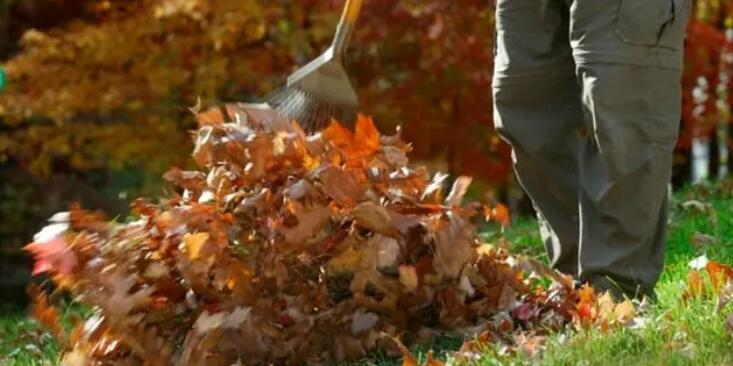 get rid of springtails