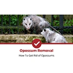 How to Get Rid of Opossums In Your Garden And House?