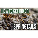 How to Get Rid of Springtails?