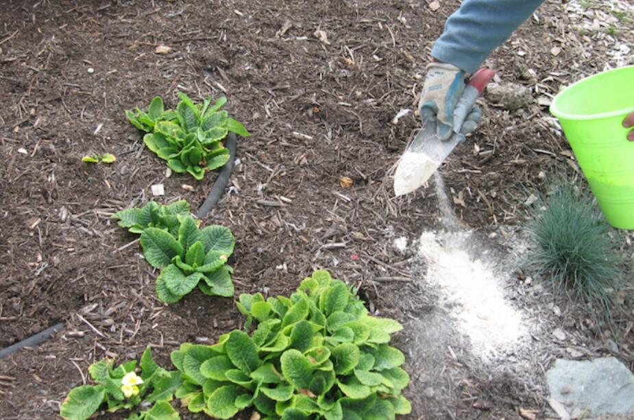 get rid of springtails