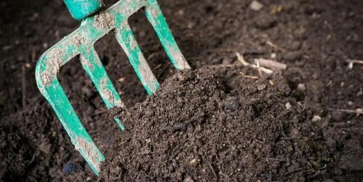 get rid of springtails