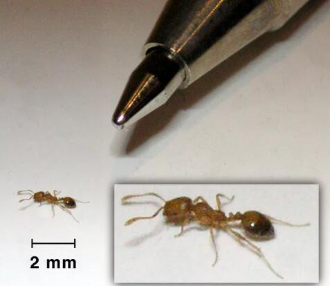 how to get rid of ants