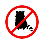 How to Get Rid of Raccoons Humanely?