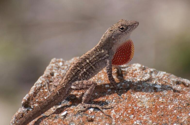 how to get rid of lizards