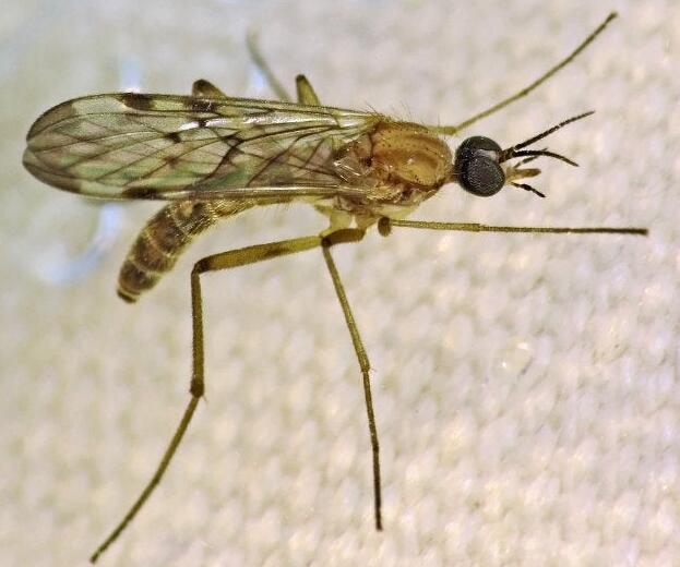 how to get rid of gnats