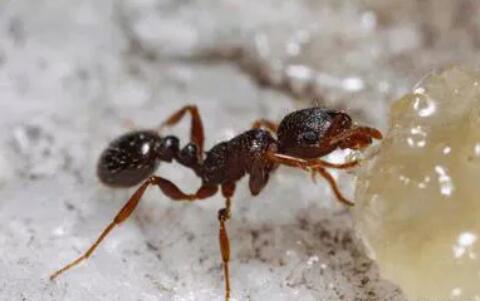 how to get rid of ants