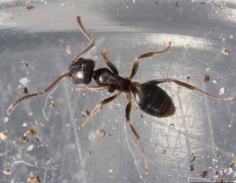 how to get rid of ants