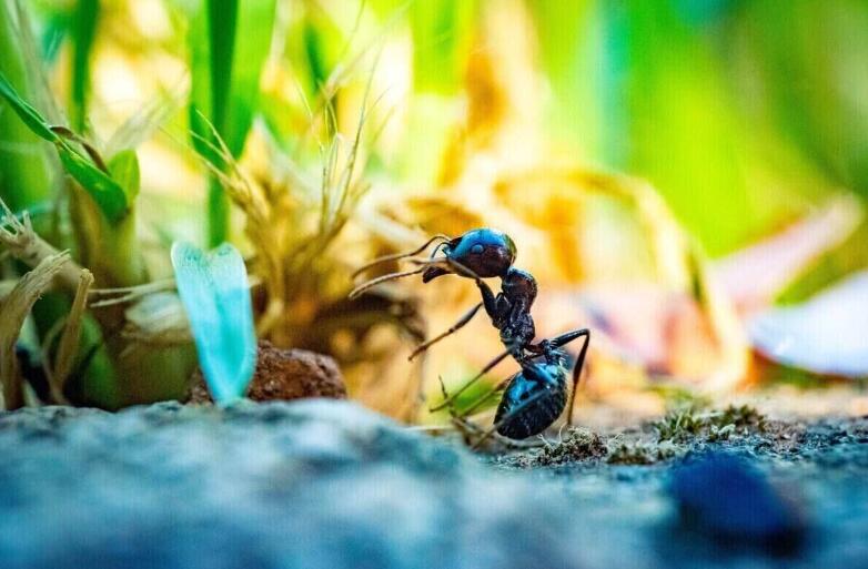 how to get rid of ants