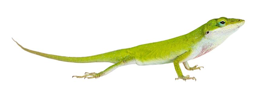 how to get rid of lizards