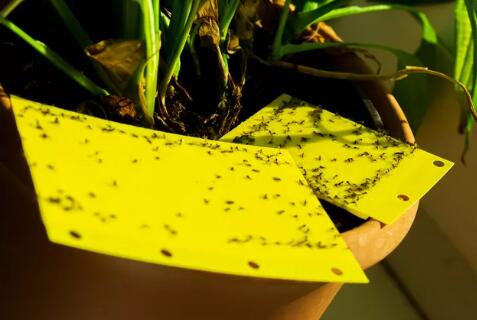 how to get rid of gnats