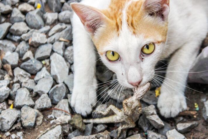 how to get rid of lizards