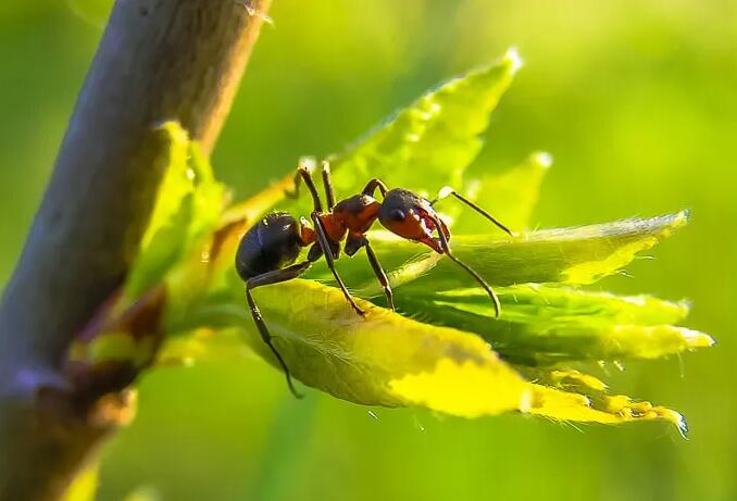 how to get rid of ants