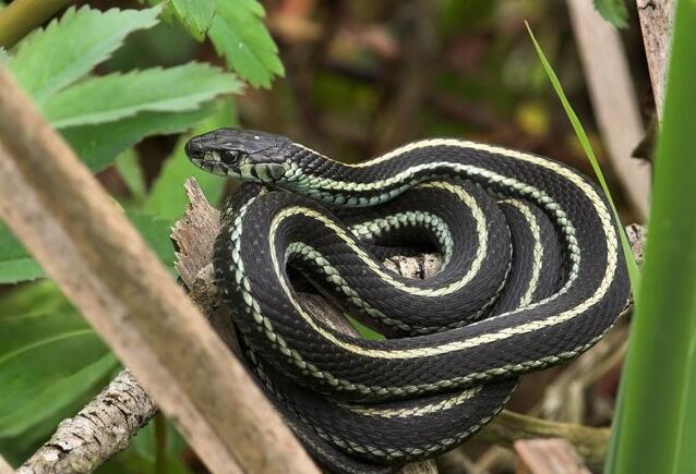 get rid of snakes