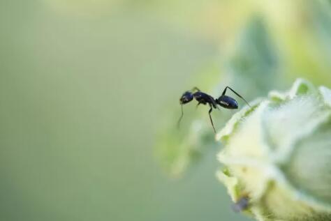 how to get rid of ants