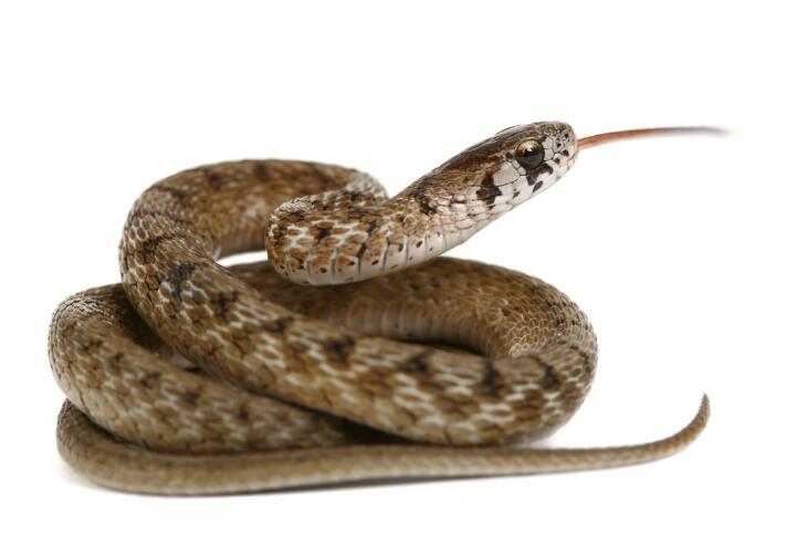 get rid of snakes