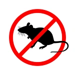 How to Get Rid Of Mice If they Enter Your House?
