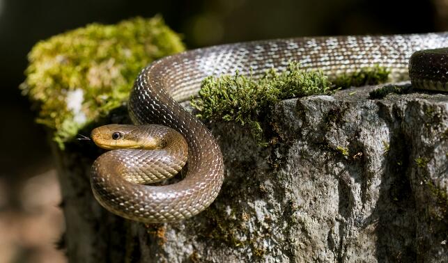 get rid of snakes