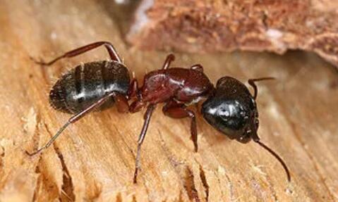 how to get rid of ants