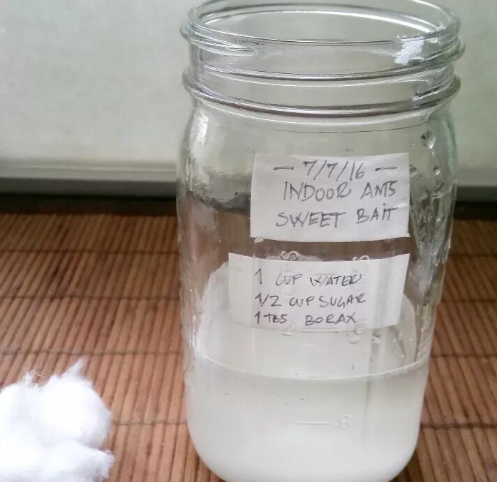how to get rid of ants