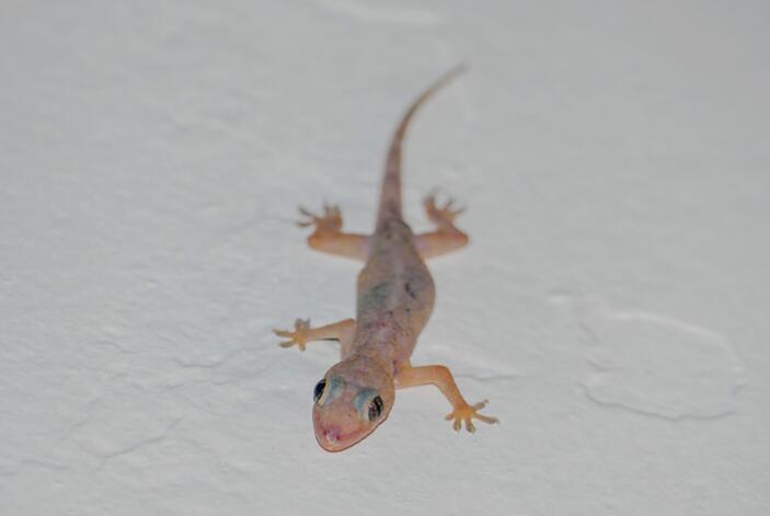 how to get rid of lizards