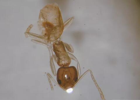 how to get rid of ants