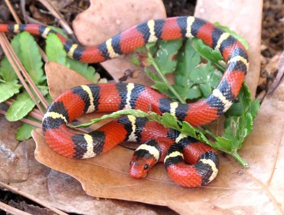 get rid of snakes