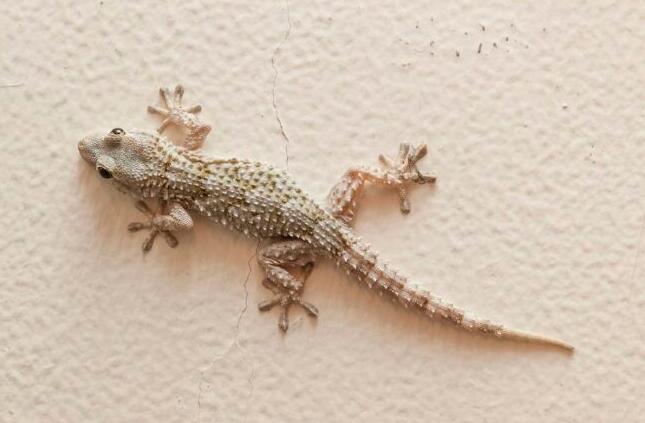 how to get rid of lizards