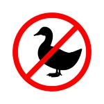 How to Get Rid Of Ducks Humanely And Also Friendly?