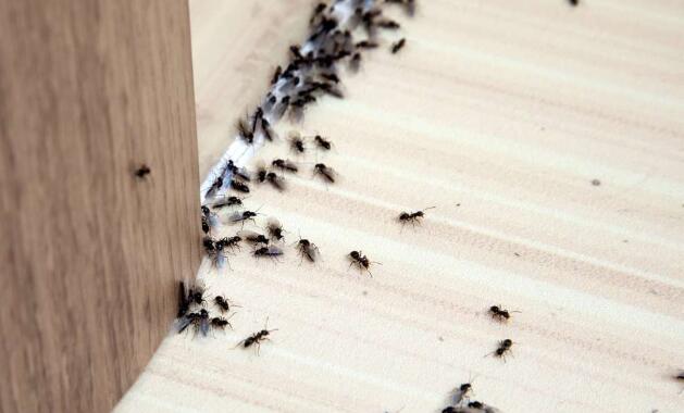 how to get rid of ants
