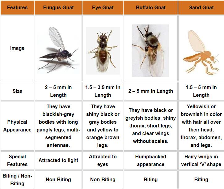 how to get rid of gnats