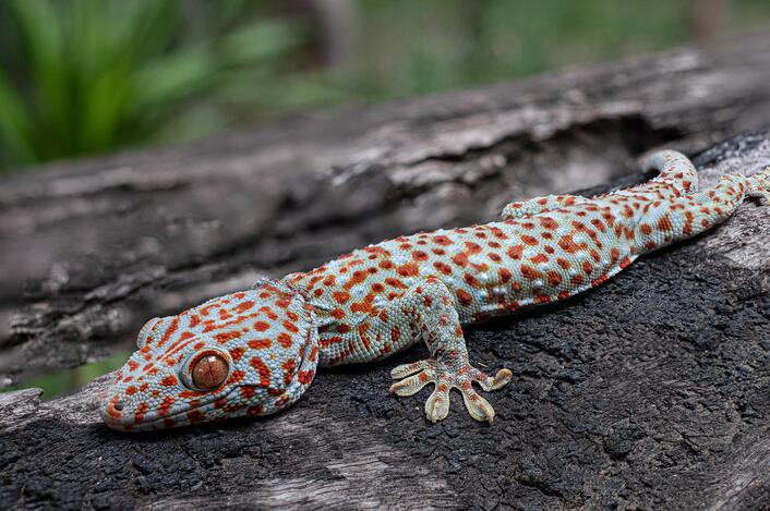 how to get rid of lizards