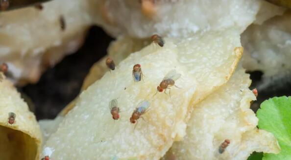 how to get rid of gnats